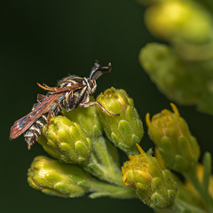 Pennisetia marginatum