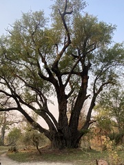 Diospyros mespiliformis