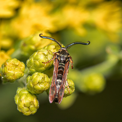 Pennisetia marginatum