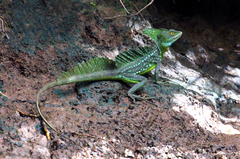 Basiliscus plumifrons