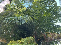 Caryota mitis