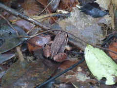 Leptodactylus mystaceus