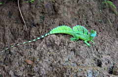 Basiliscus plumifrons