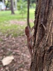 Anolis