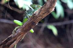 Basiliscus plumifrons