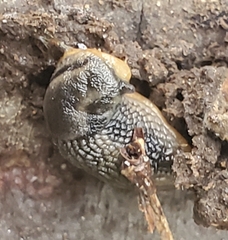 Arion hortensis