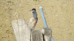 Megaceryle maxima maxima