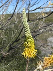 Grevillea eriostachya
