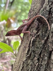 Anolis