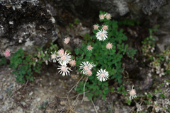 Thalictrum rubescens