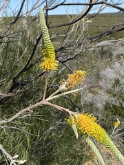 Grevillea eriostachya