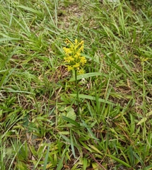 Habenaria chlorina