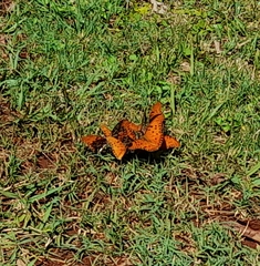 Dione vanillae maculosa