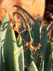 Empusa binotata