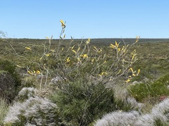 Grevillea eriostachya