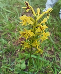 Habenaria chlorina