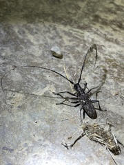 Monochamus carolinensis