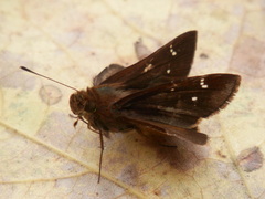Hesperiidae