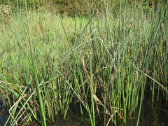 Juncus pylaei