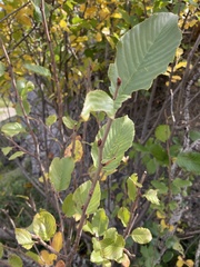 Rhamnus alpina