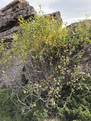 Rhamnus alpina