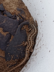 Trachylepis capensis