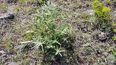 Pterocaulon