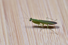Odontomantis