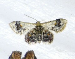 Idaea asceta