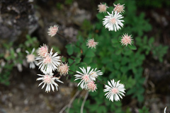 Thalictrum rubescens