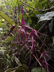 Pleurothallis phalangifera