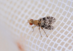 Trypetoptera punctulata