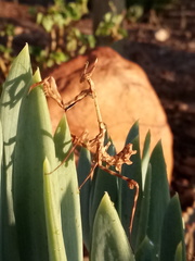 Empusa binotata