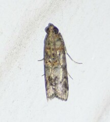 Zamagiria australella