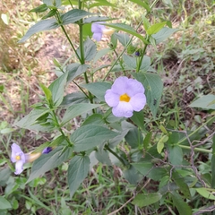 Thunbergia natalensis