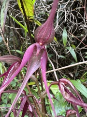 Pleurothallis phalangifera