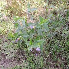 Thunbergia natalensis