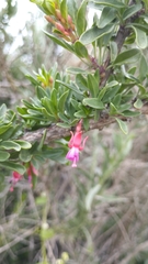 Fuchsia lycioides