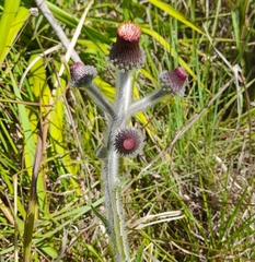 Stenachaenium riedelii