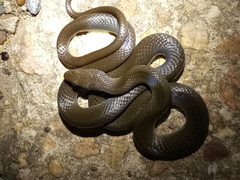 Lycodonomorphus rufulus