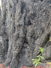 Diospyros mespiliformis