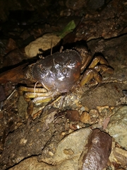 Indochinamon chinghungense