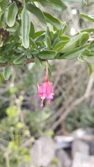 Fuchsia lycioides