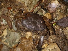 Indochinamon chinghungense