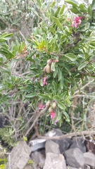 Fuchsia lycioides