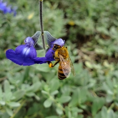 Apis mellifera