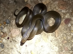 Lycodonomorphus rufulus