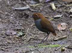 Grallaria rufocinerea