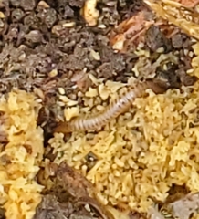 Blaniulus guttulatus