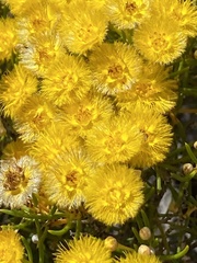 Verticordia chrysantha